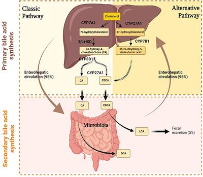 Role of bile acids in overweight and obese children and adolescents